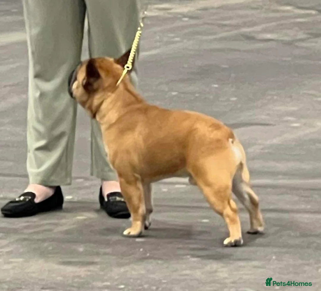 French Bulldog dogs for stud: Mani standard red silver fbce RFG 1  in Edinburgh - Advert 11