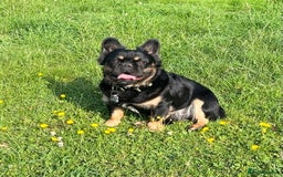 French Bulldog dogs for sale: Fluffy frenchie koba  - Image 4