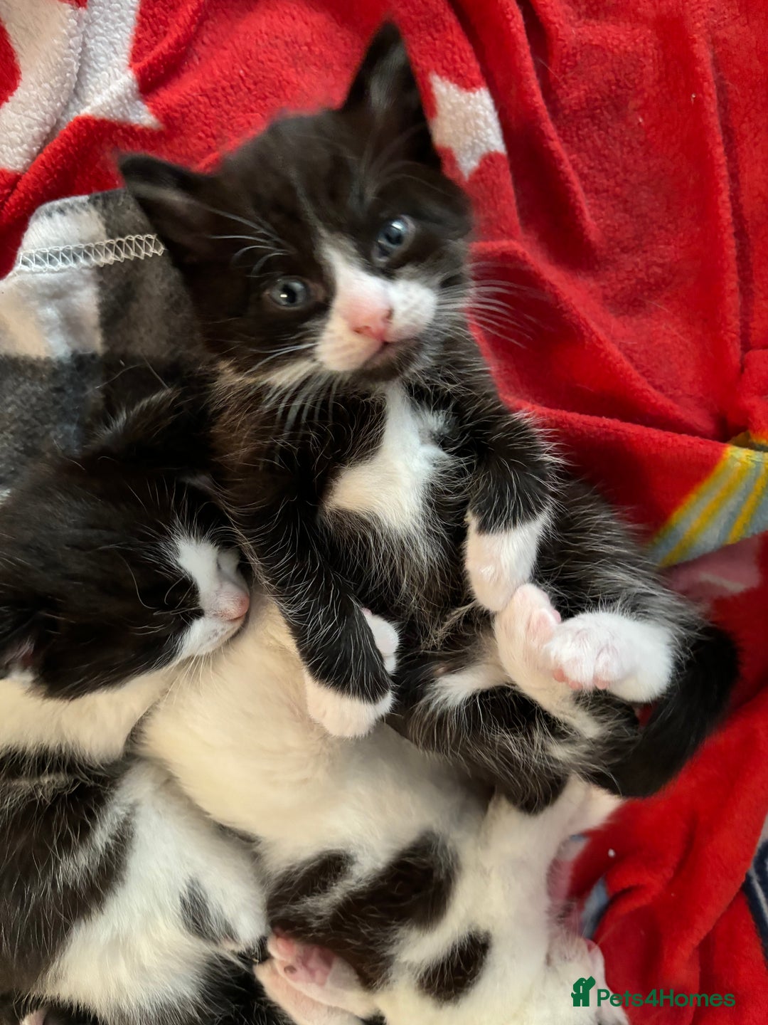 Mixed Breed cats for sale: 3 beautiful kittens available Friday  - Image 6