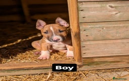 English Bull Terrier dogs for sale: Original English bull terriers  - Image 8