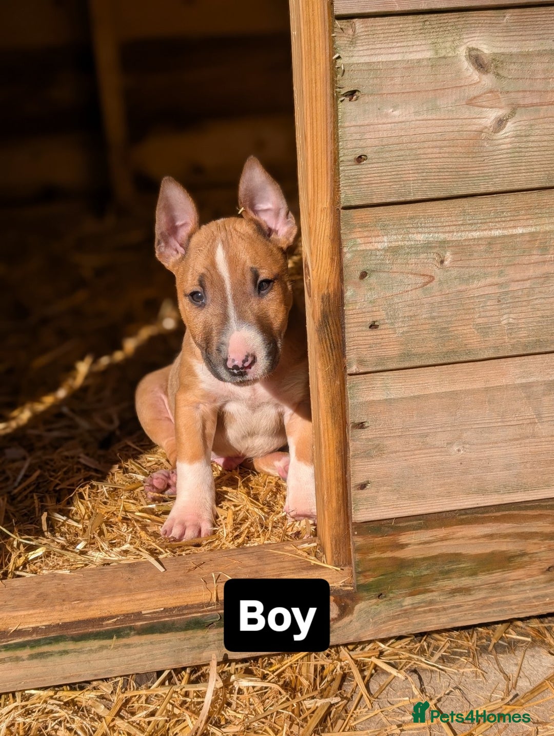 English Bull Terrier dogs for sale: Original English bull terriers  - Image 8