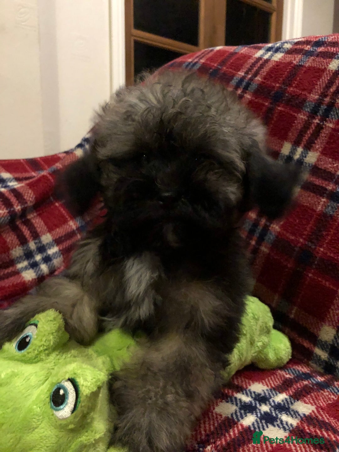 Shihpoo dogs for sale: shihpoo puppies for sale  - Advert 22