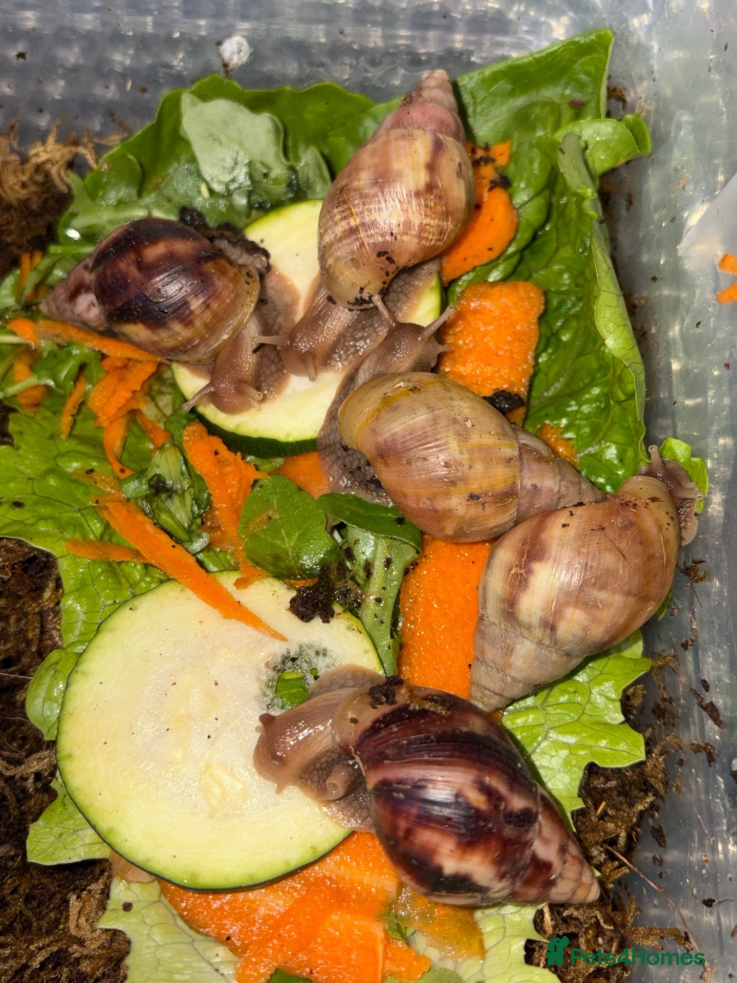 Snails invertebrates Giant African land snails (5 LEFT!)  - Advert 2