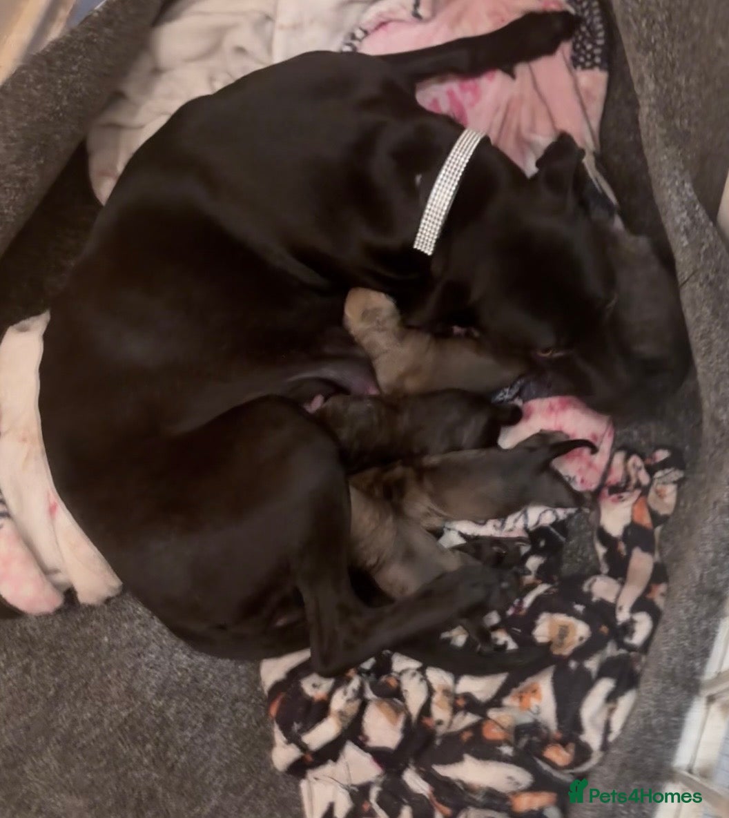 Mixed Breed dogs Bull greyhound  - Advert 7
