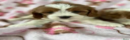 Cavapoo dogs for sale: Cavapoo Puppies 🐶  - Advert 6