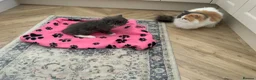Persian cats for sale: Absolutely stunning grey and white Persian female  - Advert 2
