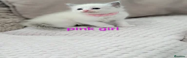 Ragdoll 5