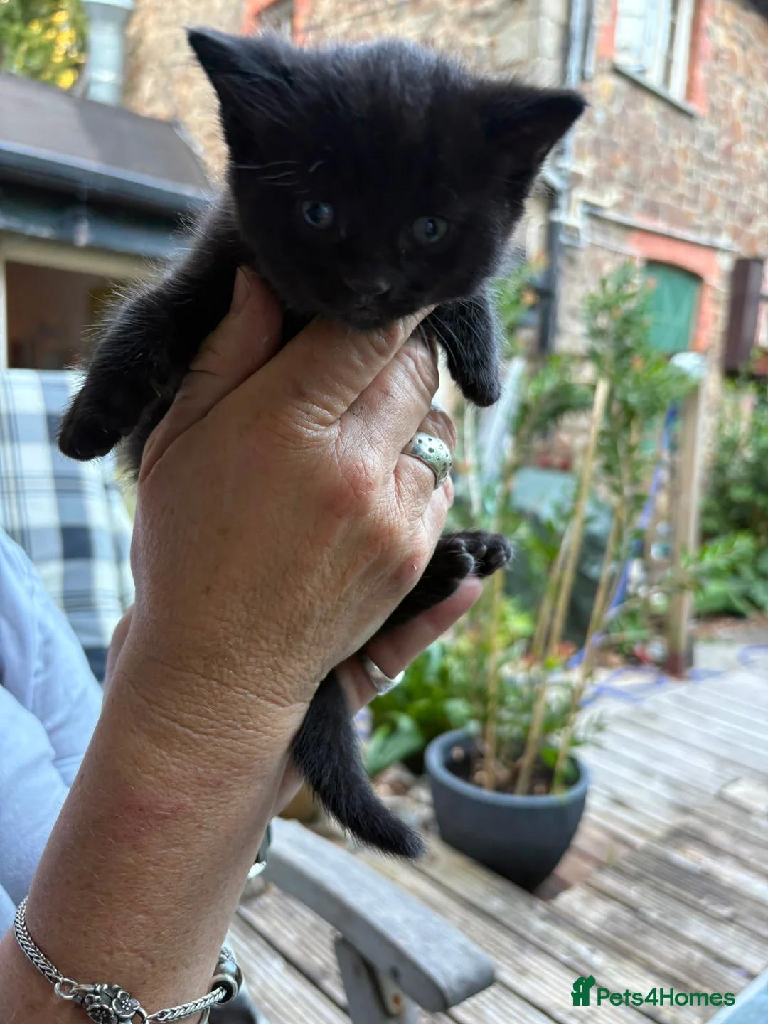 Mixed Breed cats for sale: Kittens - Advert 4