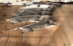 French Bulldog dogs for sale: Stunning French bulldogs  - Image 7