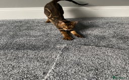 Savannah cats for sale: Savannah cross - Image 10