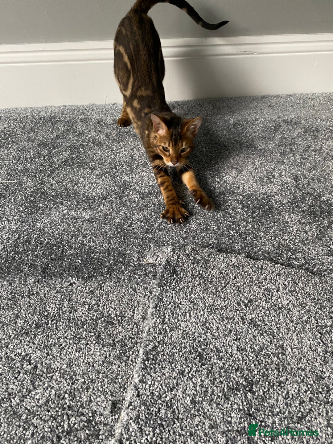 Savannah cats for sale: Savannah cross - Image 10