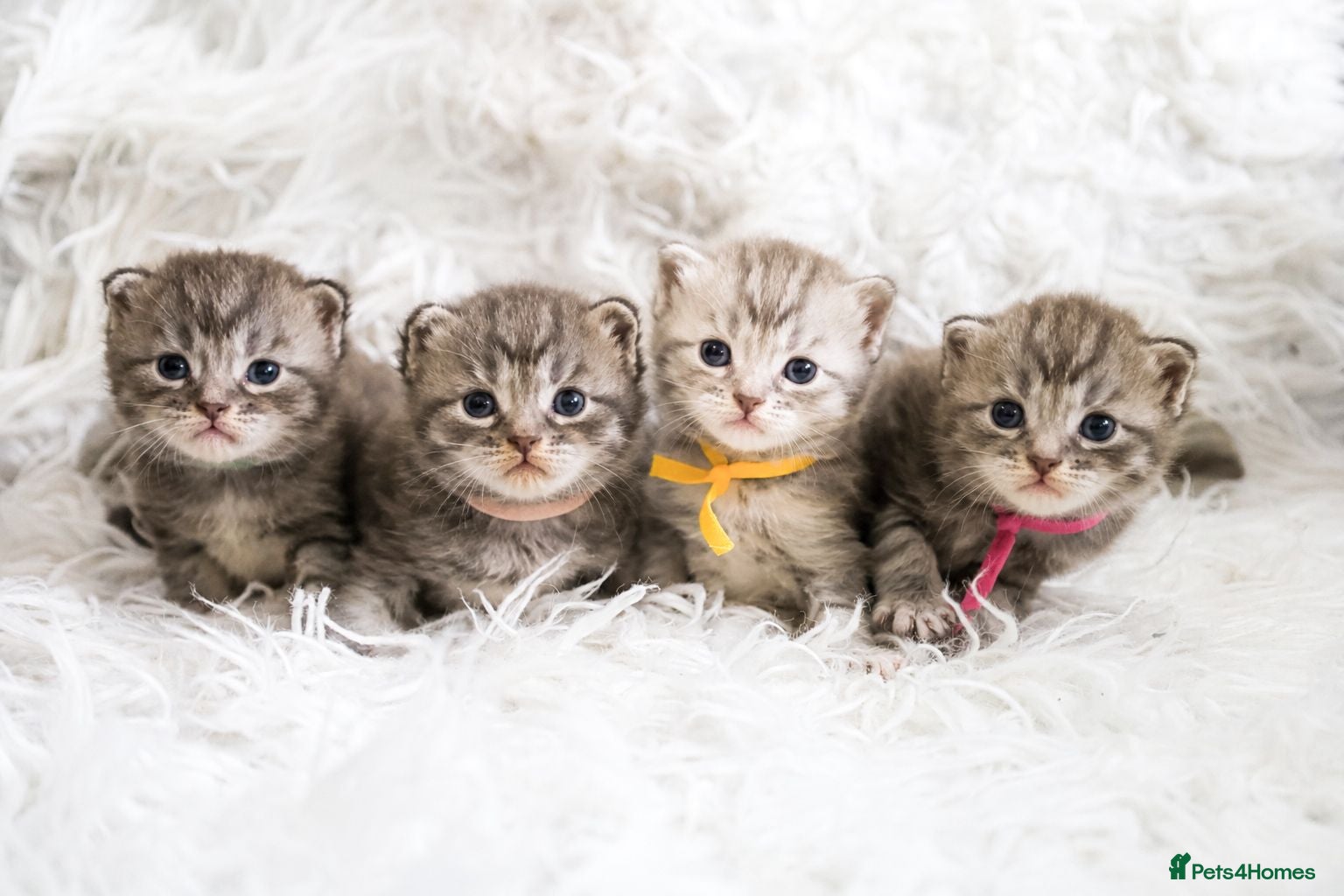 Maine Coon cats Stunning TICA Registered Maine Coon Kittens  - Advert 1