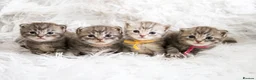Maine Coon cats for sale: Stunning TICA Registered Maine Coon Kittens  - Advert 1