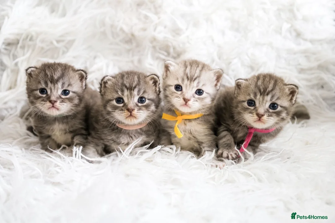 Maine Coon cats for sale: Stunning TICA Registered Maine Coon Kittens  - Advert 1