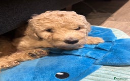 Goldendoodle dogs for sale: Golden doodle F1B stunning puppies  - Image 12