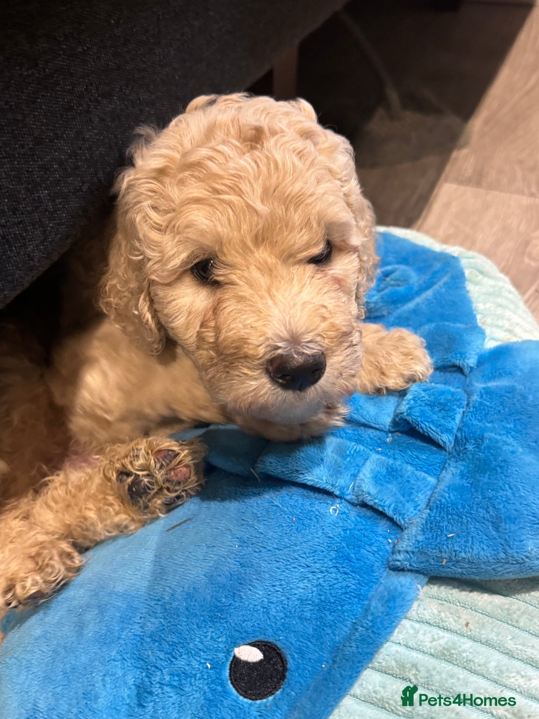 Goldendoodle dogs for sale: Golden doodle F1B stunning puppies  - Image 12