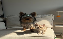 Yorkshire Terrier dogs for stud: A Charming Yorkshire Terrier Stud Looking for Love - Image 4