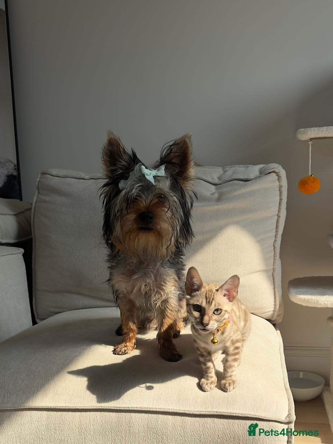 Yorkshire Terrier dogs for stud: A Charming Yorkshire Terrier Stud Looking for Love - Image 4
