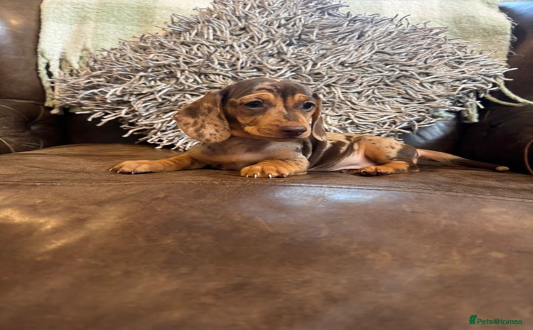 Dachshund dogs - Advert 1