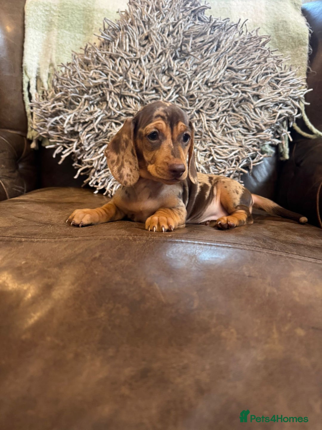 Dachshund dogs for sale: Miniatu Dachshund Puppies  - Image 1