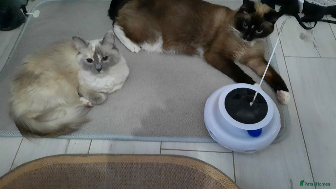 Ragdoll cats for sale: Tortie Ragdoll female  - Advert 6