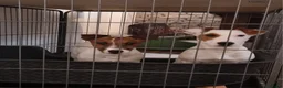Jack Russell dogs for sale: Two 5 month jack russells for sale  - Advert 2