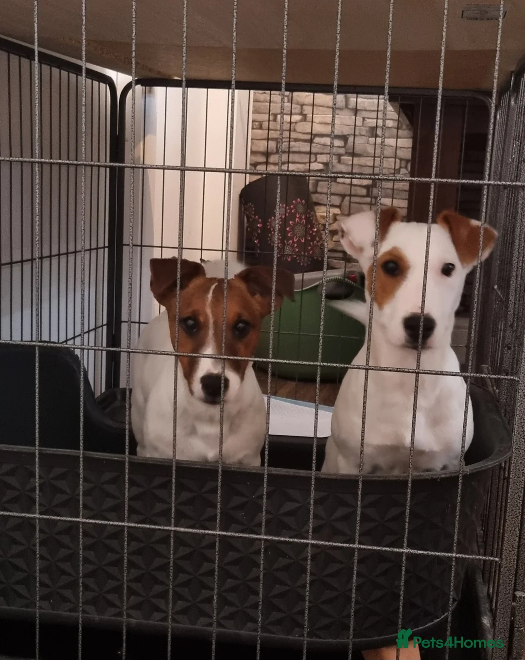 Jack Russell dogs for sale: Two 5 month jack russells for sale  - Advert 2
