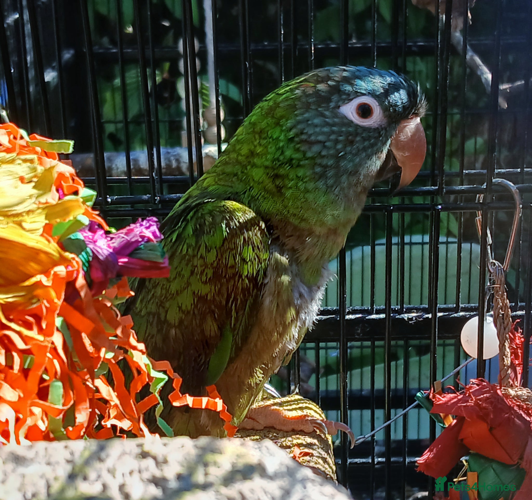 Conures birds for sale: Blue crown, sun conure, green cheeks  - Advert 6