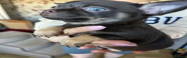 Chihuahua 1