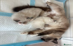 Ragdoll cats for sale: 🐱 💖 Stunning Ragdoll Kittens 💖 🐱  - Image 7