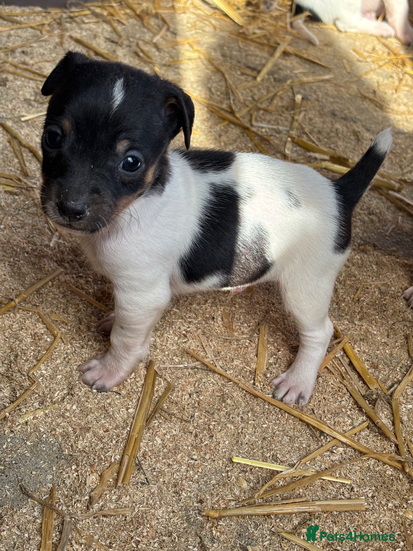 Jack Russell dogs jack Russel puppies for sale  - Advert 2