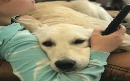 Golden Retriever dogs for sale: Championline puppies in London - Image 16