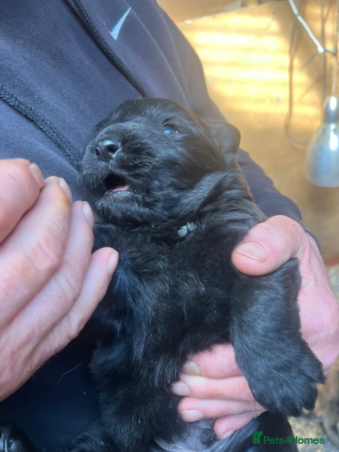 German Shepherd dogs for sale: 3 beautiful straight back German shepherd puppys - Advert 23