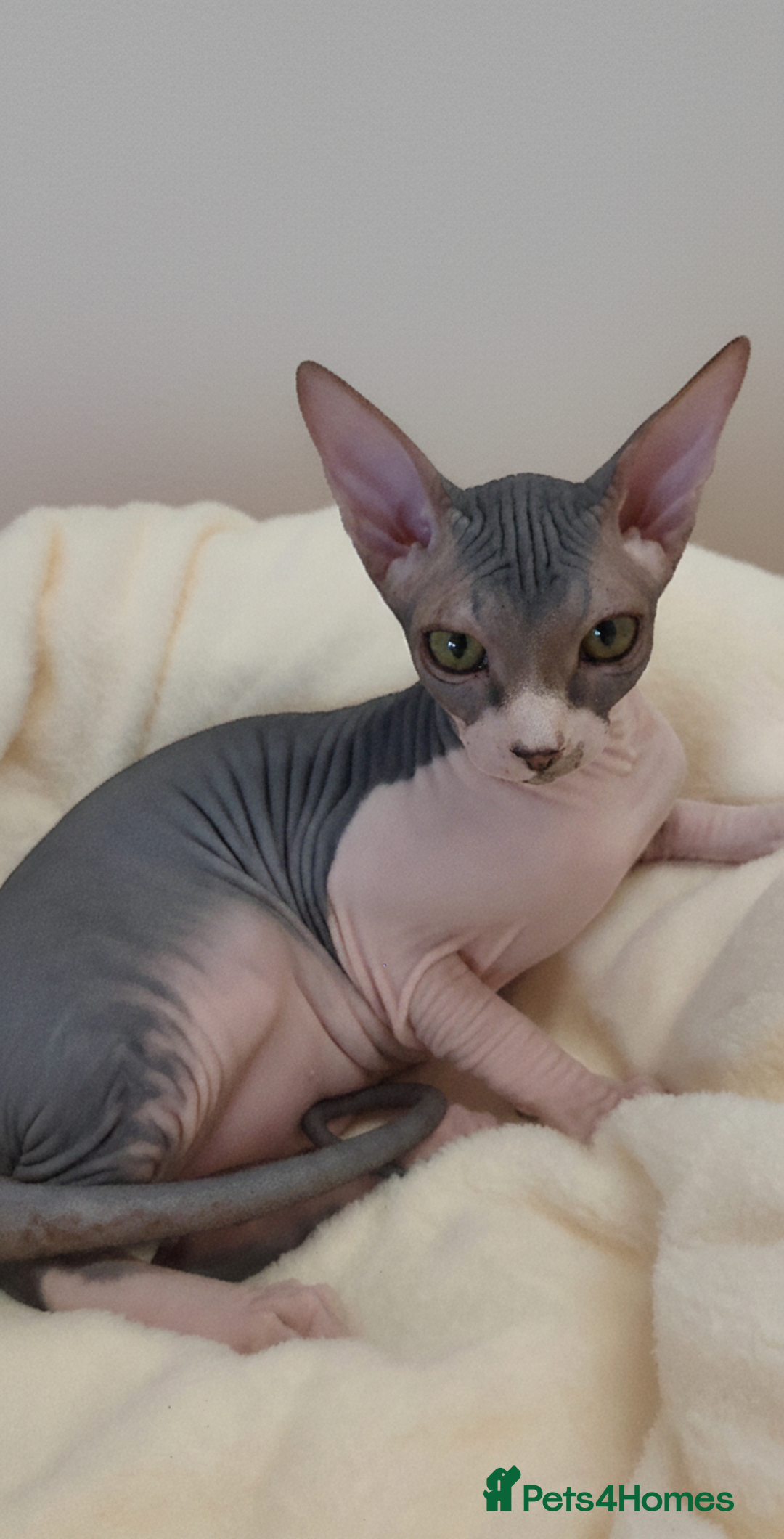 Sphynx cats for sale: Sphynx Kittens – Males & Female – International ✅ - Advert 2
