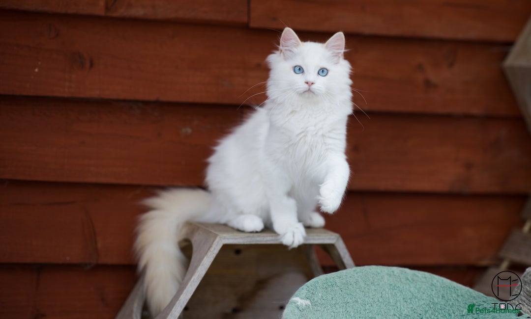 Ragdoll cats for sale: Rare colour GCCF kittens from Champion lines - Image 6