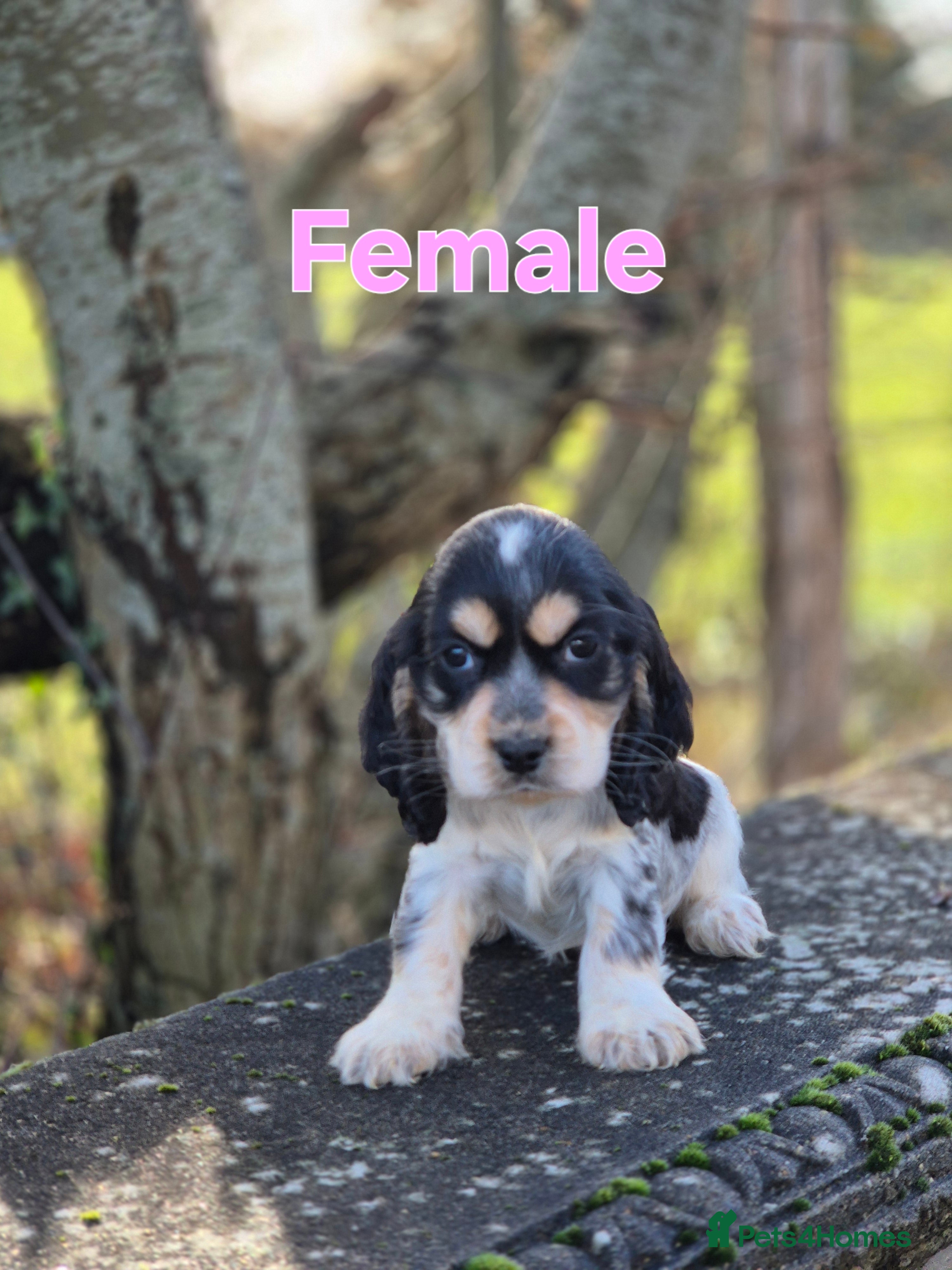 Cocker Spaniel dogs 🐾 Show-Type Cocker Spaniel Puppies 🐾 - Advert 5