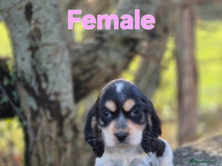 Cocker Spaniel dogs 🐾 Show-Type Cocker Spaniel Puppies 🐾 - Advert 5