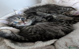 Mixed Breed cats for sale: Last one left! Mixed Breed Mini Maine Coon Dupes - Image 5