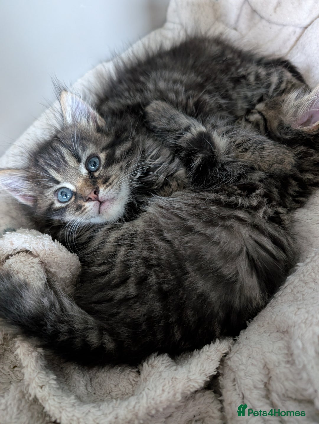 Mixed Breed cats for sale: Last one left! Mixed Breed Mini Maine Coon Dupes - Image 5