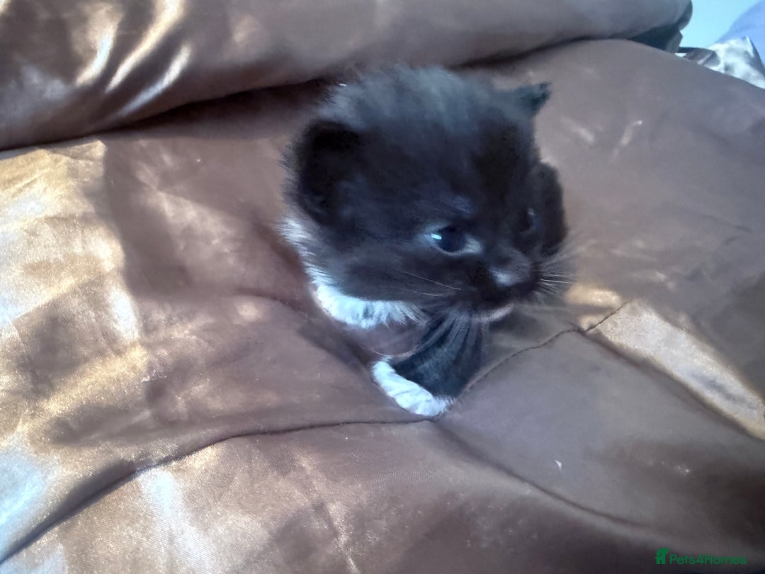 British Longhair cats for sale: X5 ragdoll crossbreed kitten polydactyl  - Advert 12