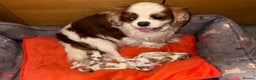 Cavalier King Charles Spaniel dogs for sale: BEAUTIFUL MALE PUPPIES  - Advert 4