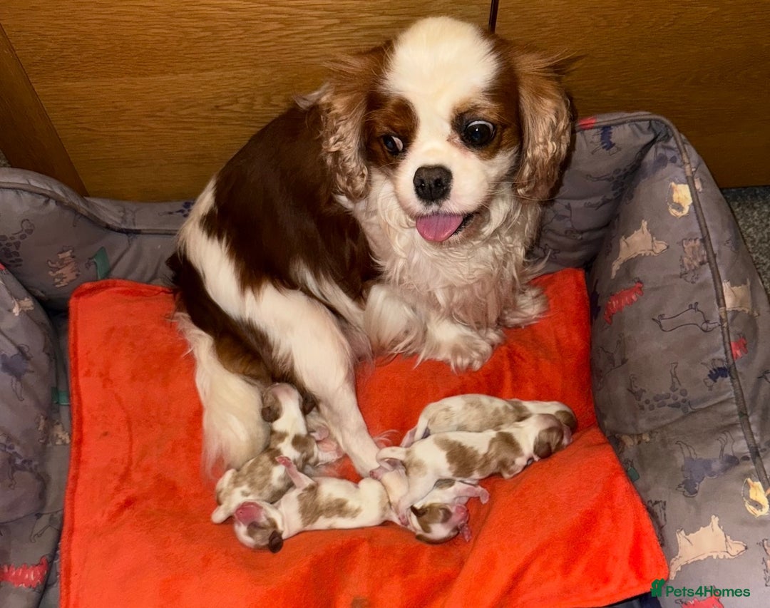 Cavalier King Charles Spaniel dogs for sale: BEAUTIFUL MALE PUPPIES  - Advert 4