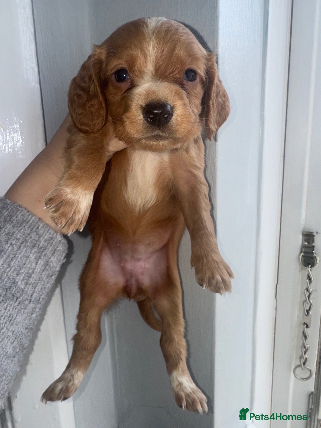 Cocker Spaniel dogs for sale: Cocker spaniels  - Image 31