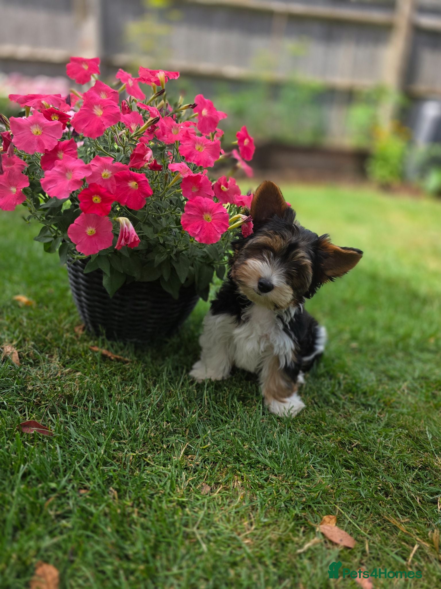 Biewer Terrier dogs 4 Generation Pedigree Boy!Purebred! Exclusive BOY! - Advert 2