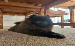 Pomeranian dogs for sale: Pomeranian Boy Pup - Image 9