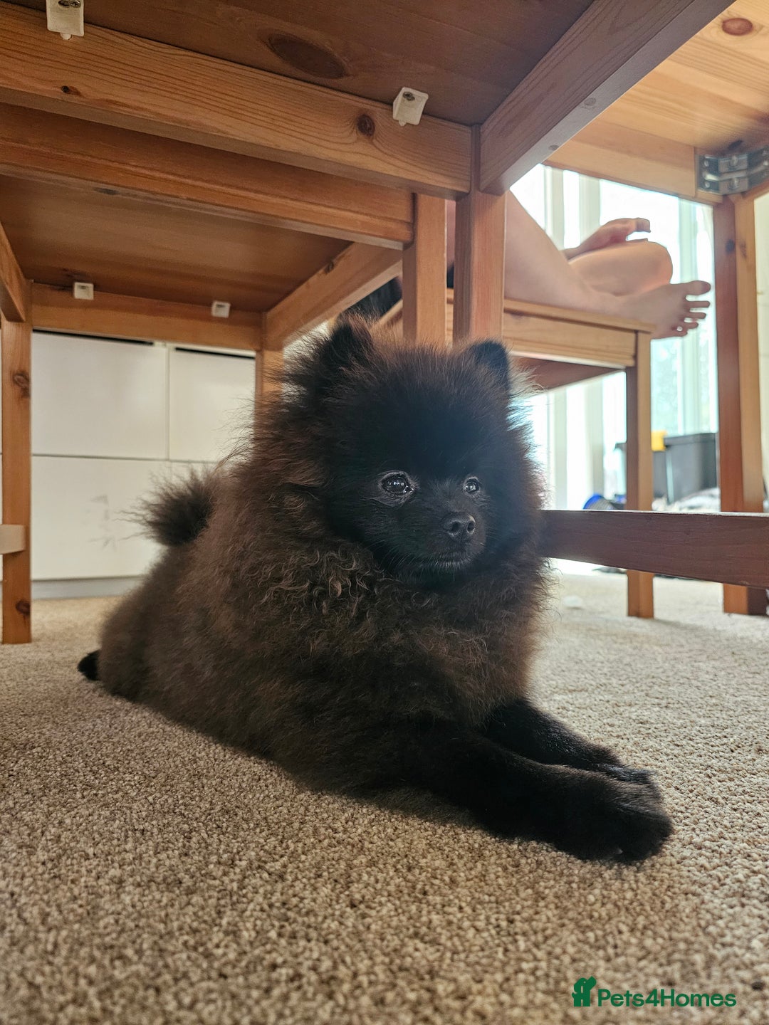 Pomeranian dogs for sale: Pomeranian Boy Pup - Image 9