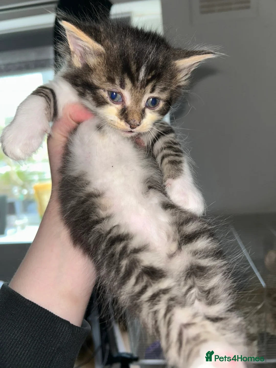 Maine Coon cats for sale: Half Maine coon kitten  - Advert 1