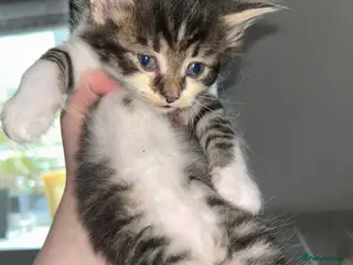 Maine Coon cats Half Maine coon kitten - Advert 8