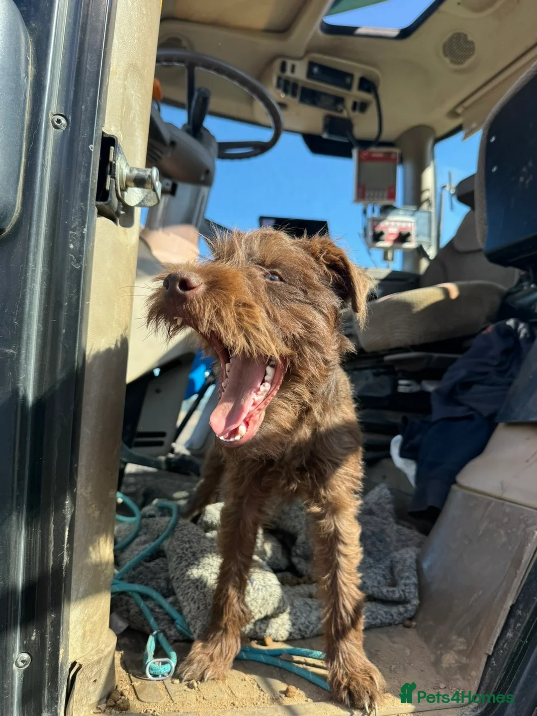 Patterdale Terrier dogs for sale: Patterdale Dog - Advert 4