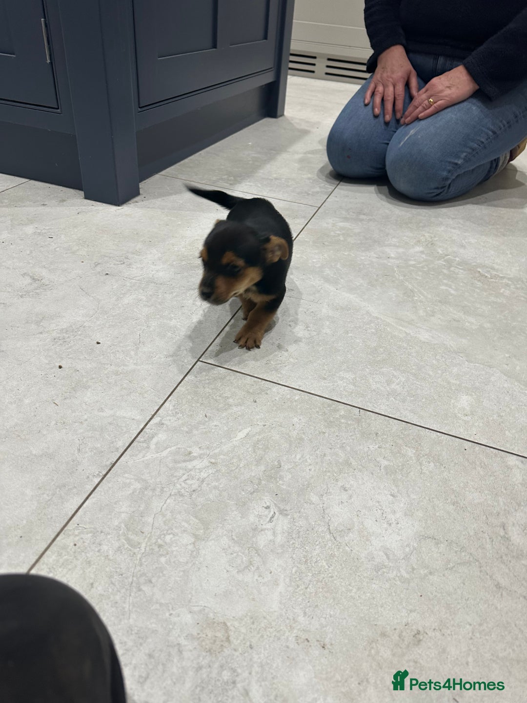 Jack Russell dogs for sale: Black and Tan Short legged Miniture Jack russels  - Advert 6